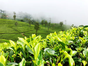 Hōjicha